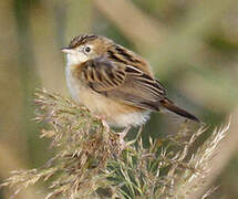 Zitting Cisticola