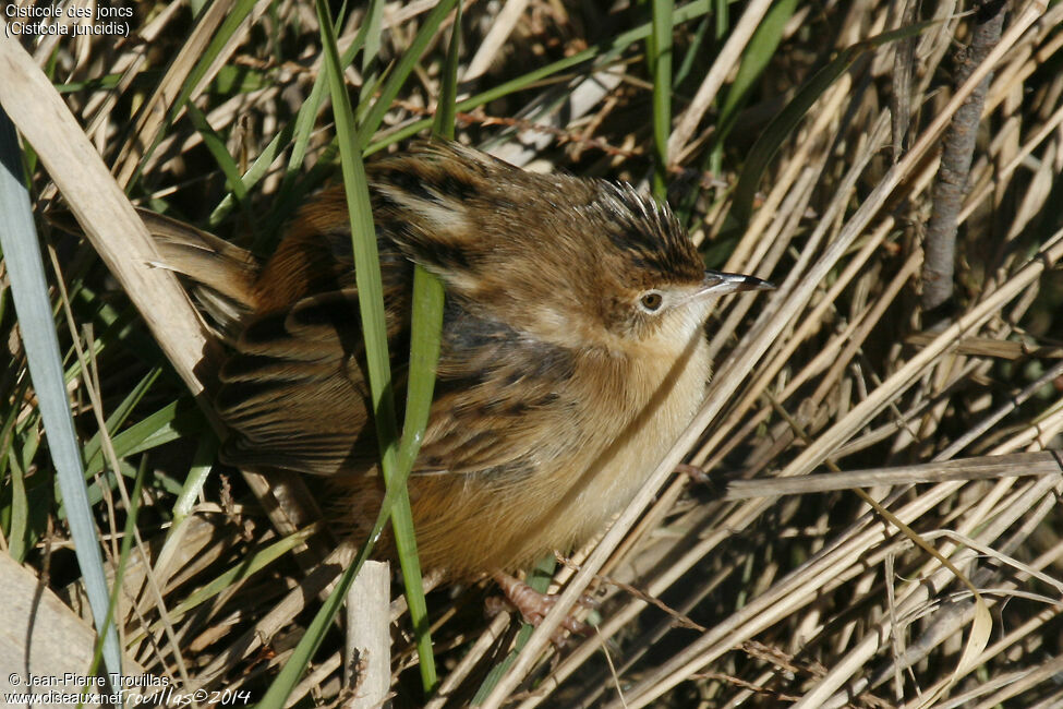 Zitting Cisticola