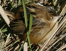 Zitting Cisticola