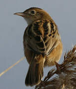 Zitting Cisticola