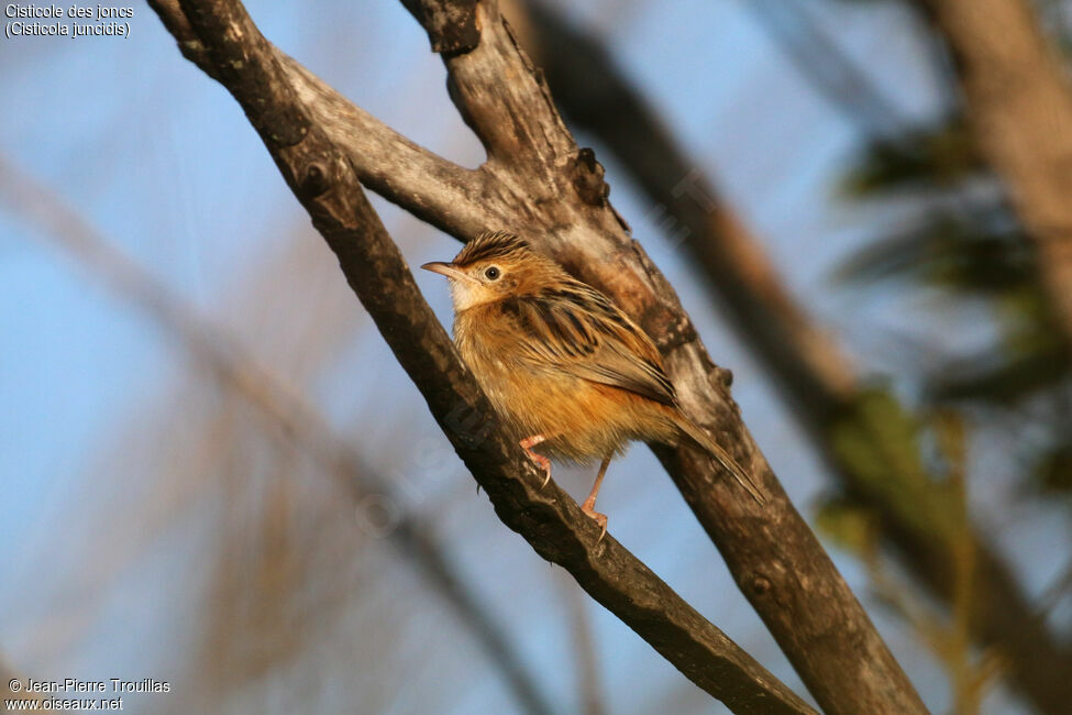 Zitting Cisticola