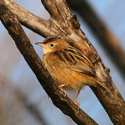 Zitting Cisticola