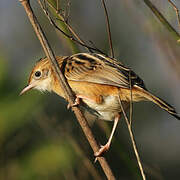 Zitting Cisticola