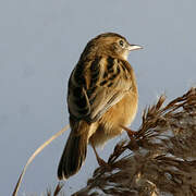 Zitting Cisticola