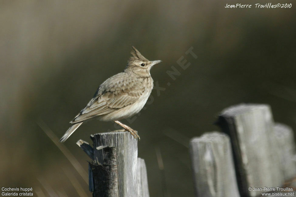 Cochevis huppé