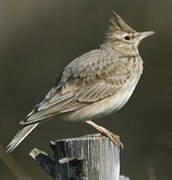 Crested Lark