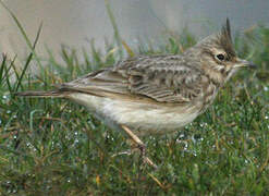 Crested Lark