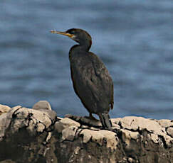 Cormoran huppé