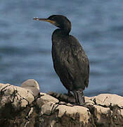 Cormoran huppé