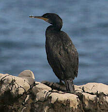 Cormoran huppé
