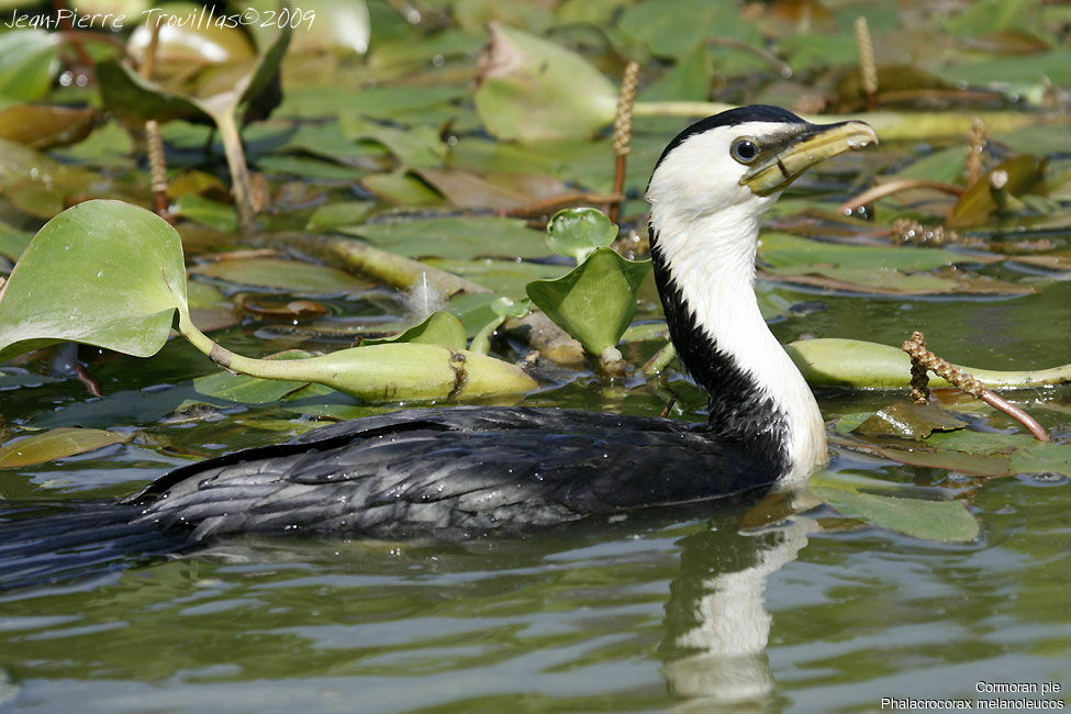 Cormoran pie