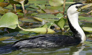 Little Pied Cormorant