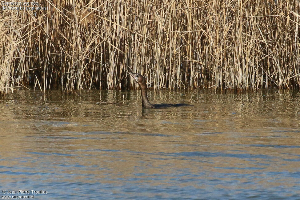 Pygmy Cormorant