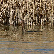 Pygmy Cormorant