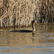 Pygmy Cormorant