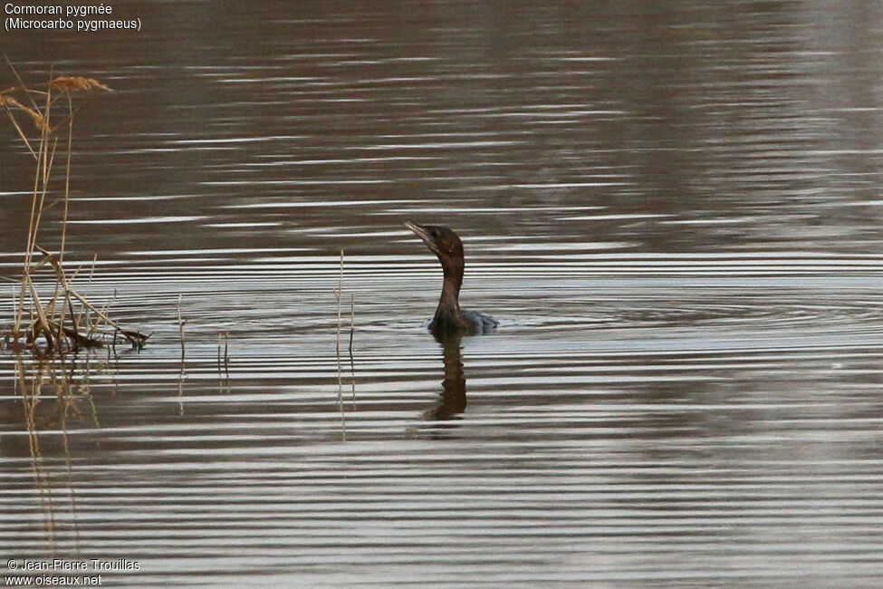 Pygmy Cormorant