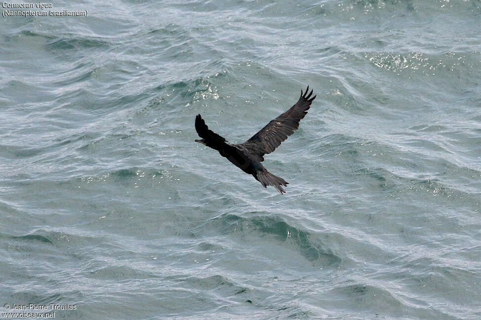 Cormoran vigua