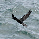 Cormoran vigua