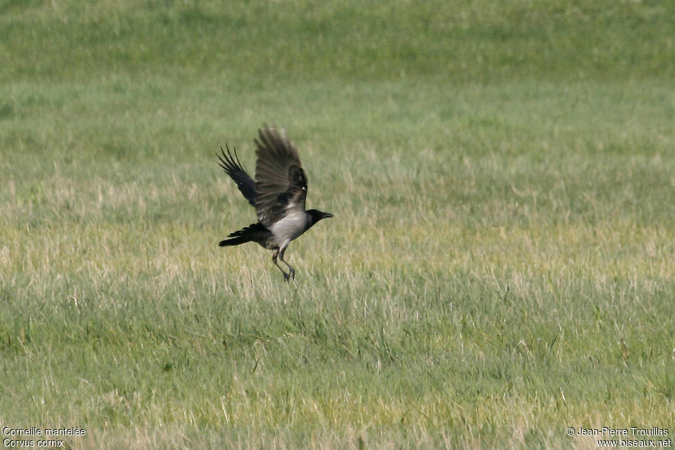 Hooded Crow