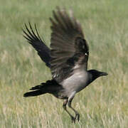 Hooded Crow