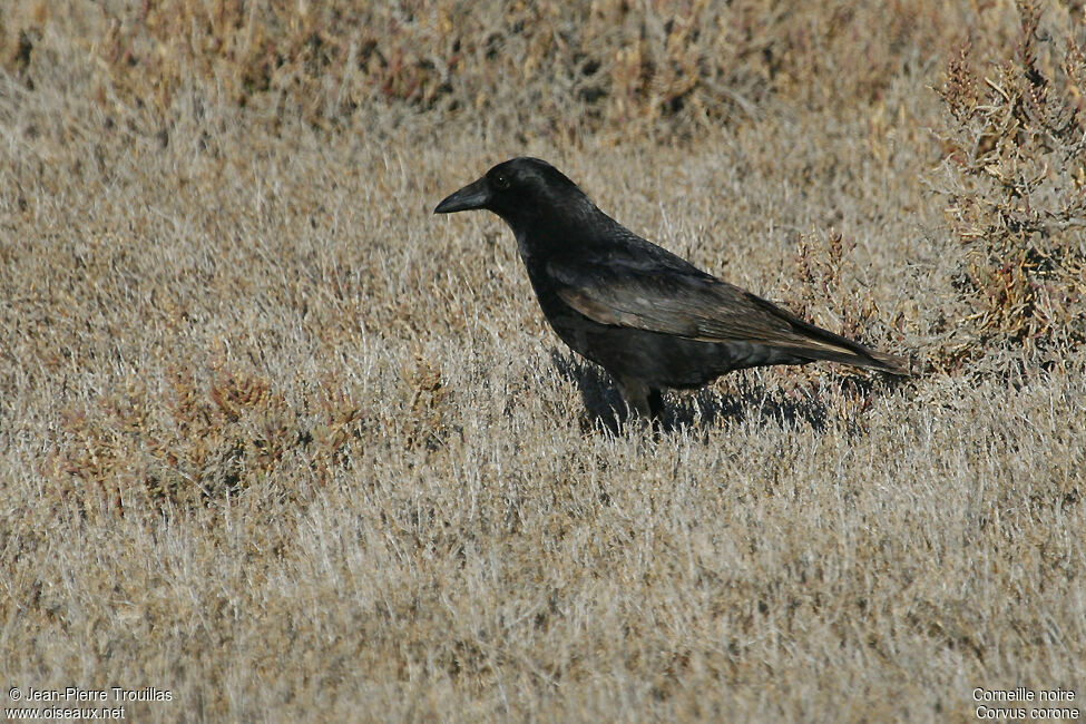 Corneille noire