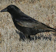 Carrion Crow