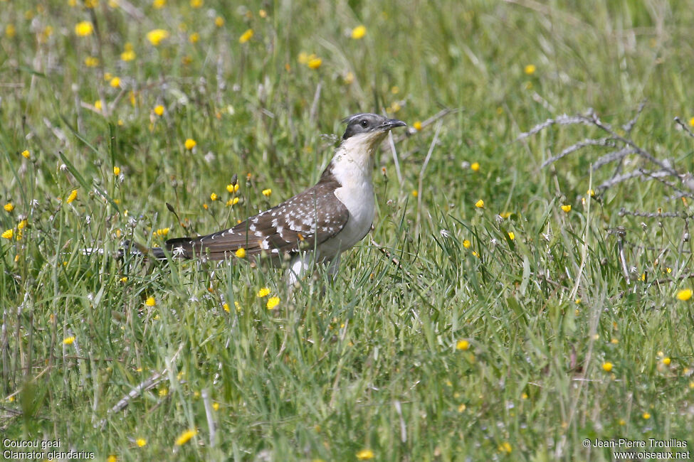 Great Spotted Cuckoo