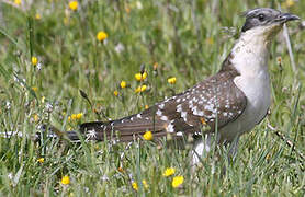 Great Spotted Cuckoo