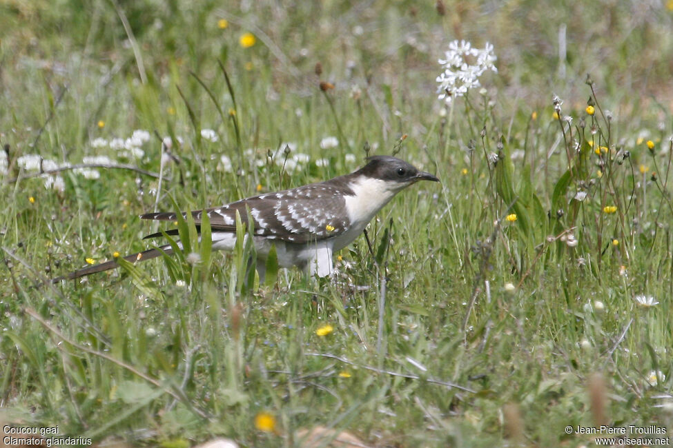 Great Spotted Cuckoo