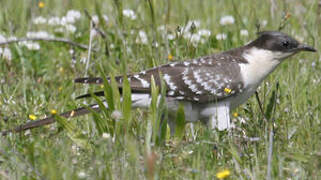 Great Spotted Cuckoo