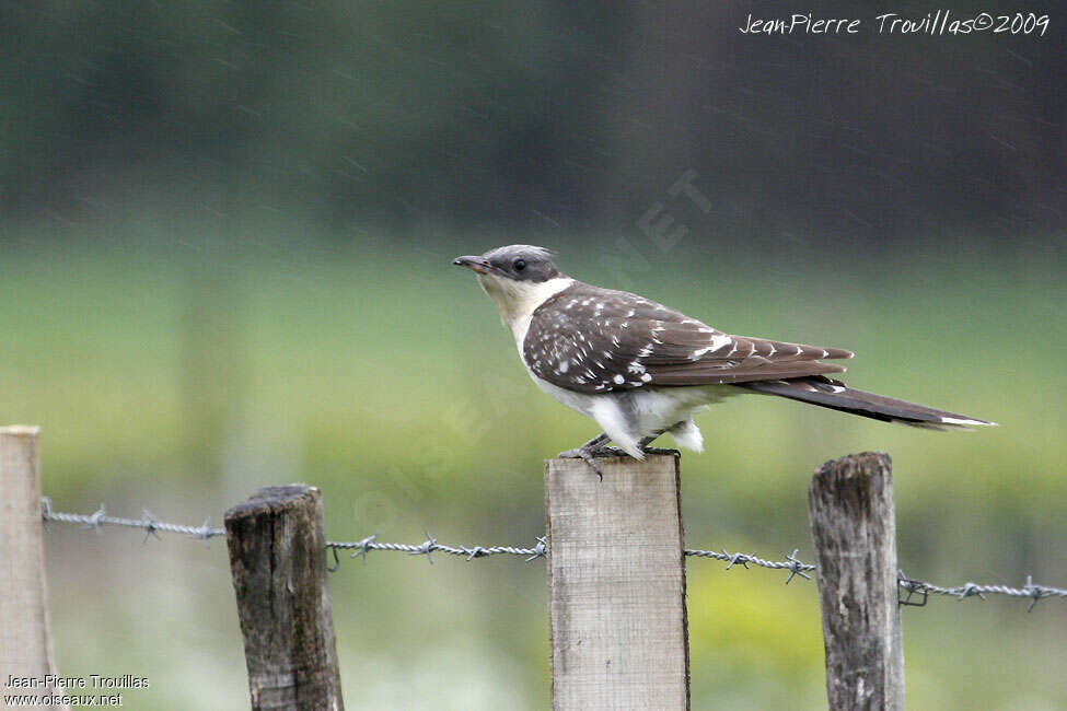 Coucou geaiadulte, identification