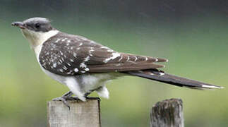 Great Spotted Cuckoo