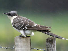 Great Spotted Cuckoo