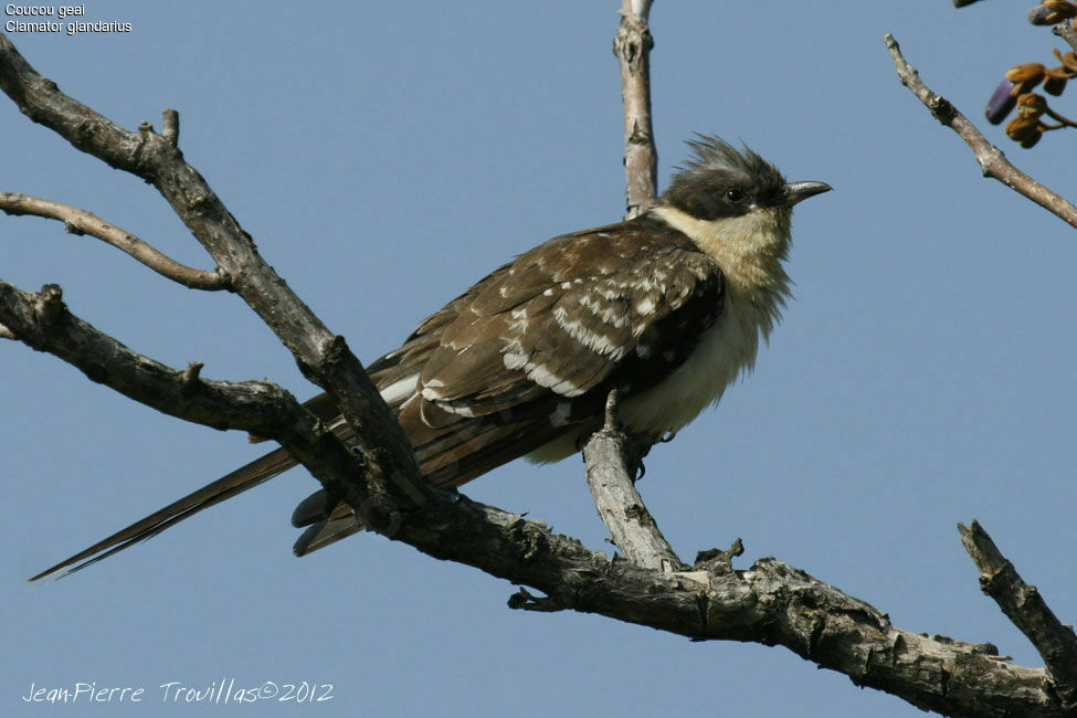 Great Spotted Cuckoo