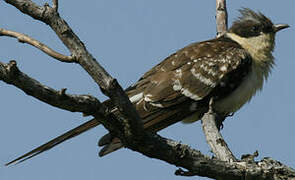 Great Spotted Cuckoo