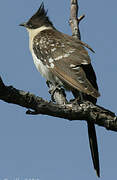 Great Spotted Cuckoo