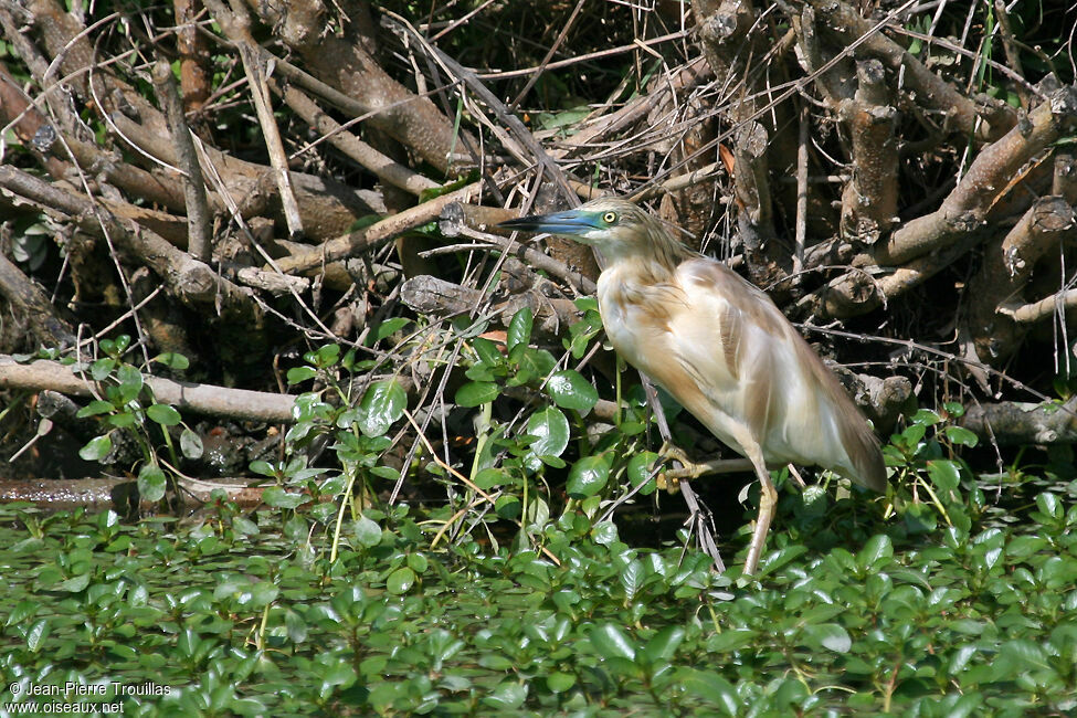 Crabier cheveluadulte