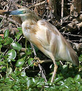 Squacco Heron