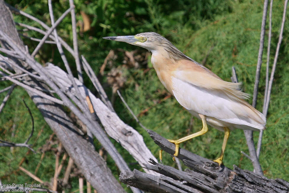 Squacco Heronadult, identification