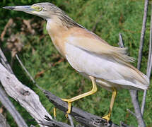 Squacco Heron