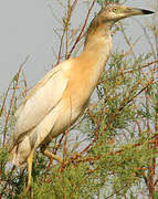 Squacco Heron