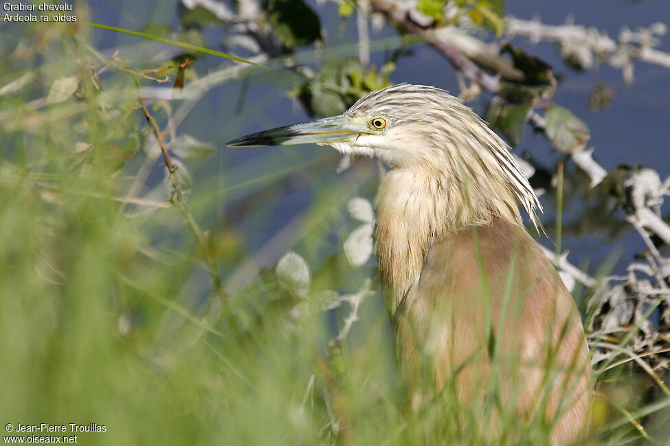 Crabier chevelu