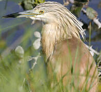 Squacco Heron