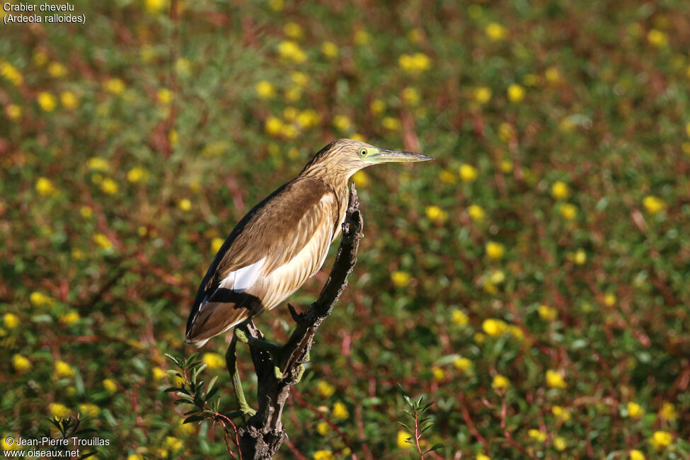 Squacco Heron