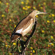 Squacco Heron