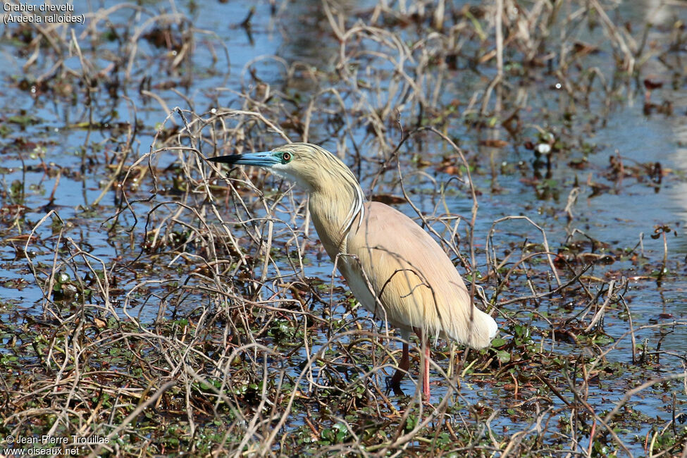 Squacco Heron