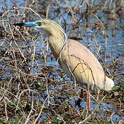 Squacco Heron