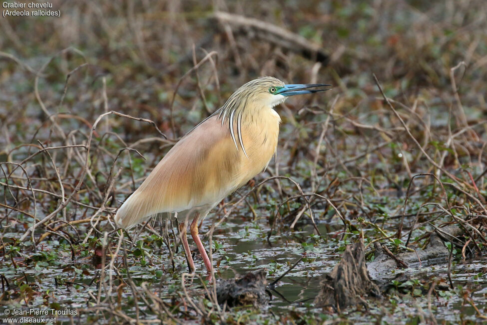 Squacco Heron