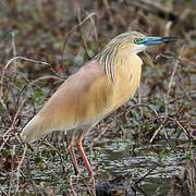 Squacco Heron