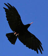 Red-billed Chough